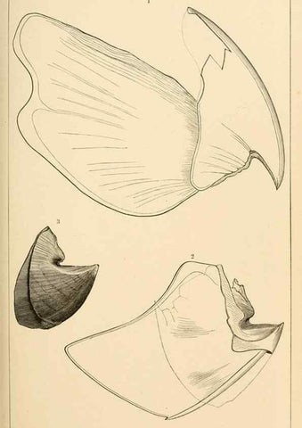 Reproducción/Reproduction 15401198598: The cephalopods of the north-eastern coast of America /. New Haven, Conn. :Connecticut Academy of Sciences,1879-1881