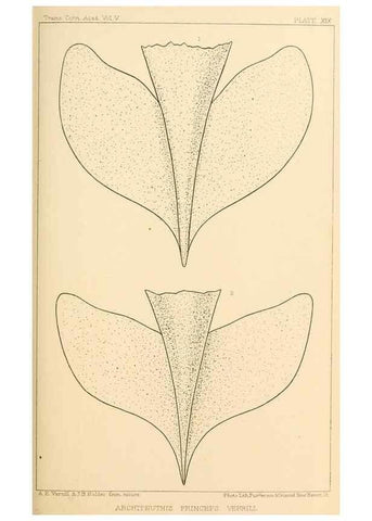 Reproducción/Reproduction 15584659941: The cephalopods of the north-eastern coast of America /. New Haven, Conn. :Connecticut Academy of Sciences,1879-1881