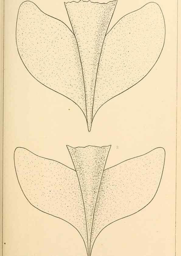 Reproducción/Reproduction 15584659941: The cephalopods of the north-eastern coast of America /. New Haven, Conn. :Connecticut Academy of Sciences,1879-1881