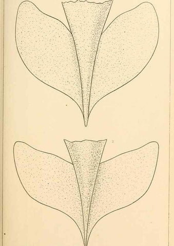 Reproducción/Reproduction 15584659941: The cephalopods of the north-eastern coast of America /. New Haven, Conn. :Connecticut Academy of Sciences,1879-1881