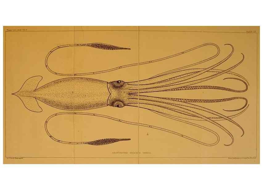 Reproducción/Reproduction 14967166633: The cephalopods of the north-eastern coast of America /. New Haven, Conn. :Connecticut Academy of Sciences,1879-1881