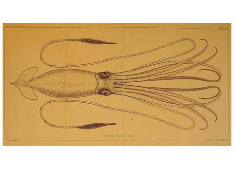 Reproducción/Reproduction 14967166633: The cephalopods of the north-eastern coast of America /. New Haven, Conn. :Connecticut Academy of Sciences,1879-1881