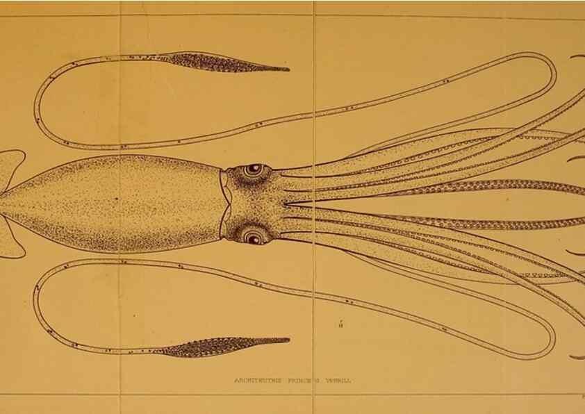 Reproducción/Reproduction 14967166633: The cephalopods of the north-eastern coast of America /. New Haven, Conn. :Connecticut Academy of Sciences,1879-1881
