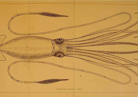 Reproducción/Reproduction 14967166633: The cephalopods of the north-eastern coast of America /. New Haven, Conn. :Connecticut Academy of Sciences,1879-1881