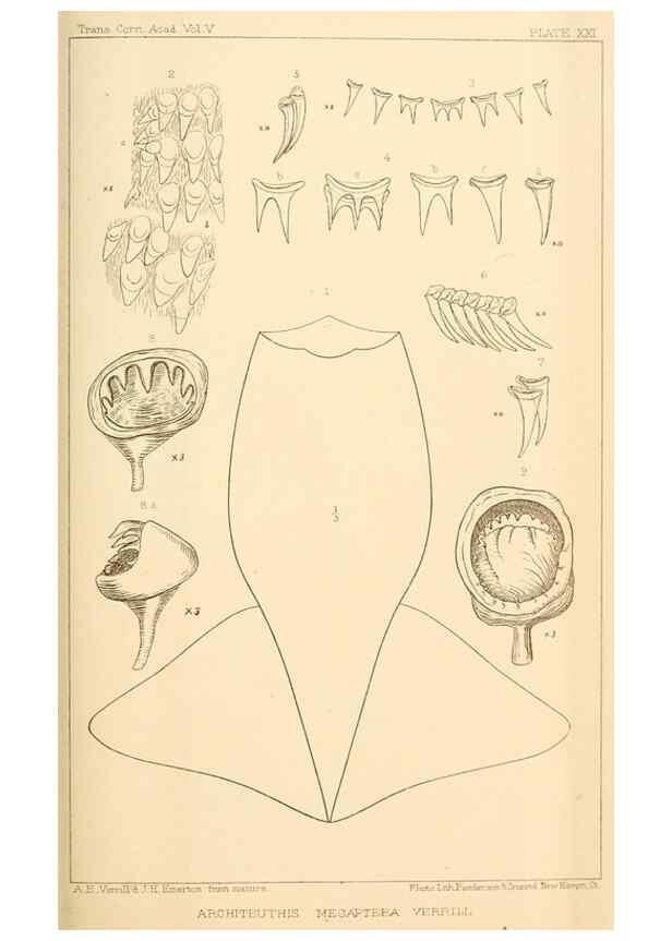 Reproducción/Reproduction 14966580084: The cephalopods of the north-eastern coast of America /. New Haven, Conn. :Connecticut Academy of Sciences,1879-1881