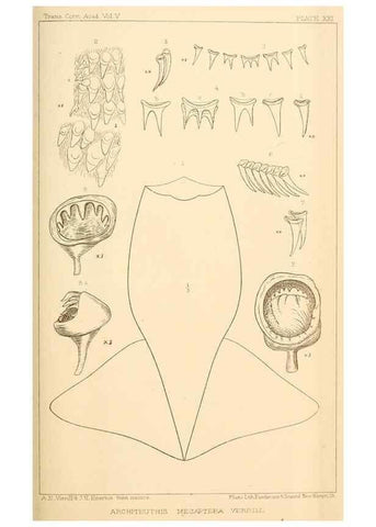 Reproducción/Reproduction 14966580084: The cephalopods of the north-eastern coast of America /. New Haven, Conn. :Connecticut Academy of Sciences,1879-1881