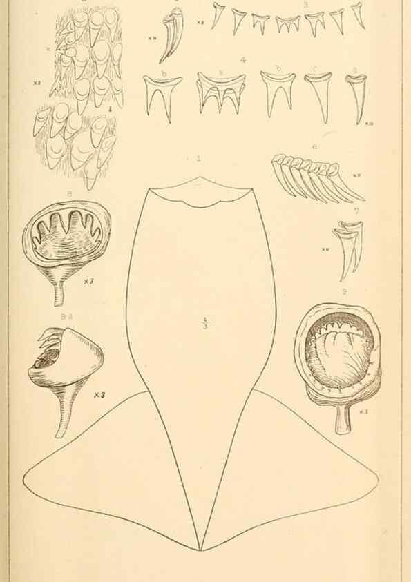 Reproducción/Reproduction 14966580084: The cephalopods of the north-eastern coast of America /. New Haven, Conn. :Connecticut Academy of Sciences,1879-1881