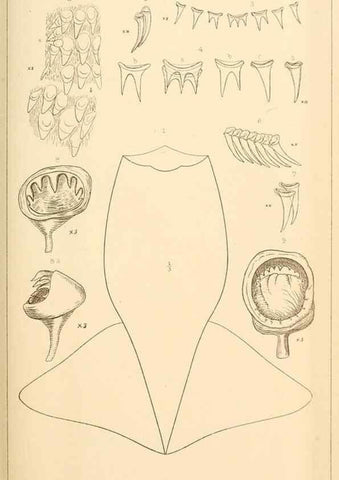 Reproducción/Reproduction 14966580084: The cephalopods of the north-eastern coast of America /. New Haven, Conn. :Connecticut Academy of Sciences,1879-1881