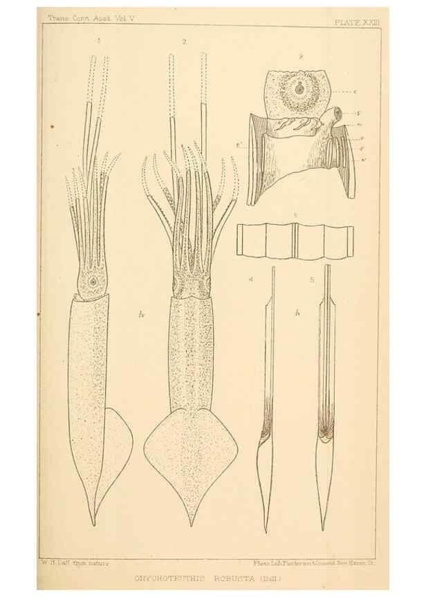 Reproducción/Reproduction 15563639796: The cephalopods of the north-eastern coast of America /. New Haven, Conn. :Connecticut Academy of Sciences,1879-1881