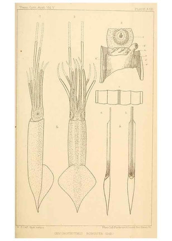 Reproducción/Reproduction 15563639796: The cephalopods of the north-eastern coast of America /. New Haven, Conn. :Connecticut Academy of Sciences,1879-1881