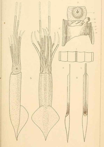 Reproducción/Reproduction 15563639796: The cephalopods of the north-eastern coast of America /. New Haven, Conn. :Connecticut Academy of Sciences,1879-1881