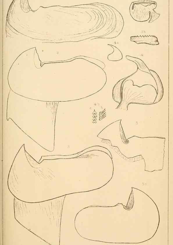 Reproducción/Reproduction 14966582894: The cephalopods of the north-eastern coast of America /. New Haven, Conn. :Connecticut Academy of Sciences,1879-1881