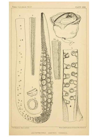 Reproducción/Reproduction 14967229853: The cephalopods of the north-eastern coast of America /. New Haven, Conn. :Connecticut Academy of Sciences,1879-1881