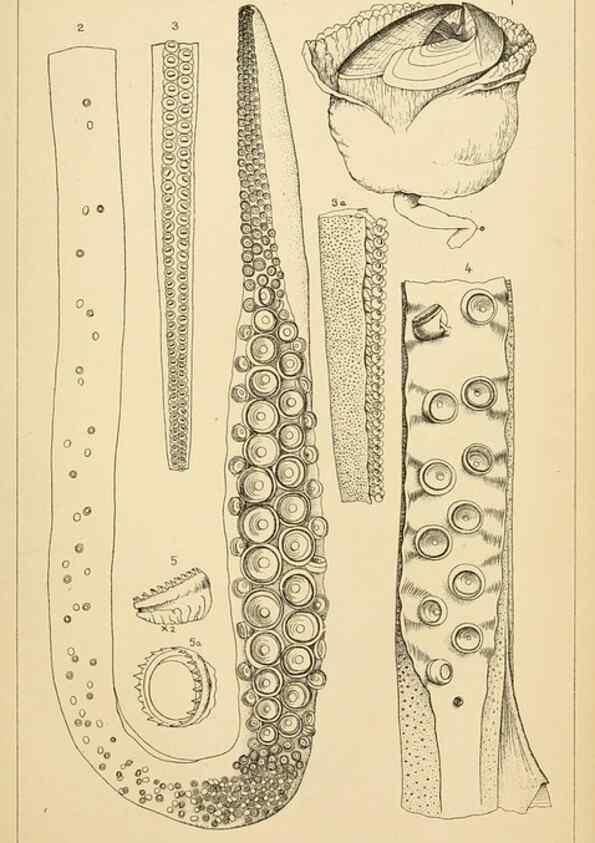 Reproducción/Reproduction 14967229853: The cephalopods of the north-eastern coast of America /. New Haven, Conn. :Connecticut Academy of Sciences,1879-1881