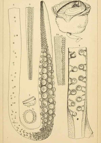 Reproducción/Reproduction 14967229853: The cephalopods of the north-eastern coast of America /. New Haven, Conn. :Connecticut Academy of Sciences,1879-1881