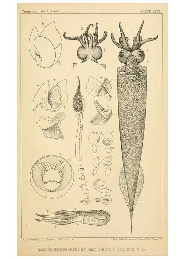 Reproducción/Reproduction 14967232213: The cephalopods of the north-eastern coast of America /. New Haven, Conn. :Connecticut Academy of Sciences,1879-1881