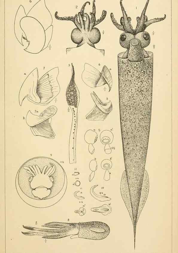 Reproducción/Reproduction 14967232213: The cephalopods of the north-eastern coast of America /. New Haven, Conn. :Connecticut Academy of Sciences,1879-1881