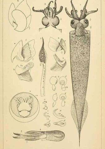 Reproducción/Reproduction 14967232213: The cephalopods of the north-eastern coast of America /. New Haven, Conn. :Connecticut Academy of Sciences,1879-1881