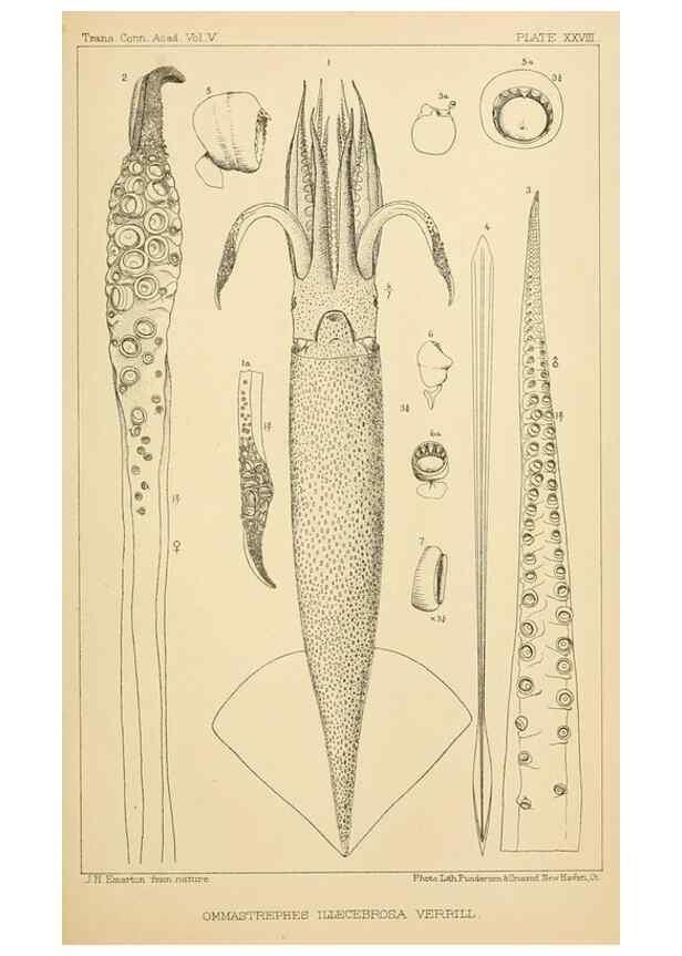 Reproducción/Reproduction 15401778760: The cephalopods of the north-eastern coast of America /. New Haven, Conn. :Connecticut Academy of Sciences,1879-1881