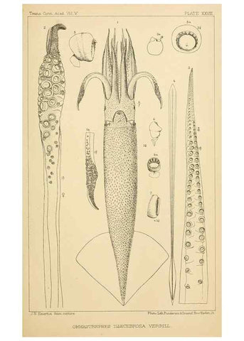 Reproducción/Reproduction 15401778760: The cephalopods of the north-eastern coast of America /. New Haven, Conn. :Connecticut Academy of Sciences,1879-1881