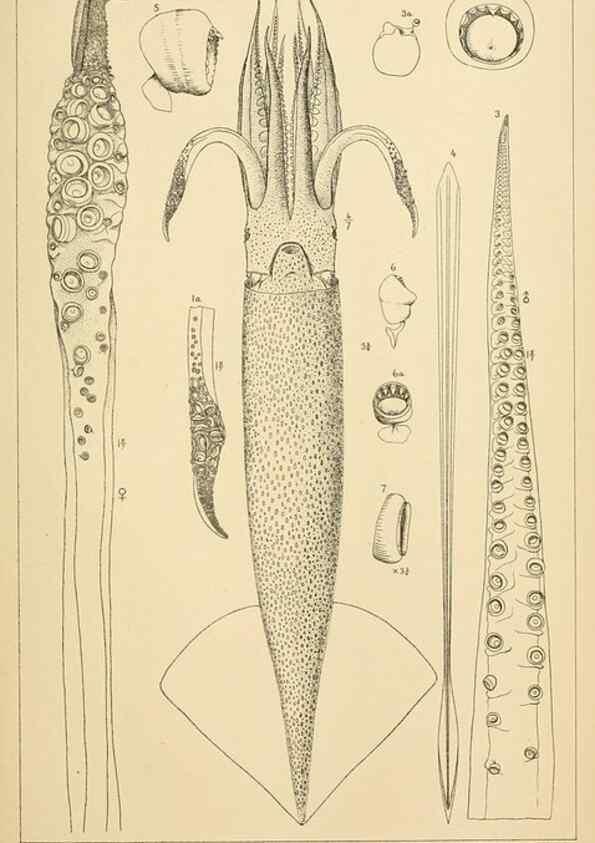 Reproducción/Reproduction 15401778760: The cephalopods of the north-eastern coast of America /. New Haven, Conn. :Connecticut Academy of Sciences,1879-1881