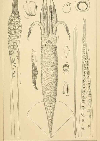 Reproducción/Reproduction 15401778760: The cephalopods of the north-eastern coast of America /. New Haven, Conn. :Connecticut Academy of Sciences,1879-1881