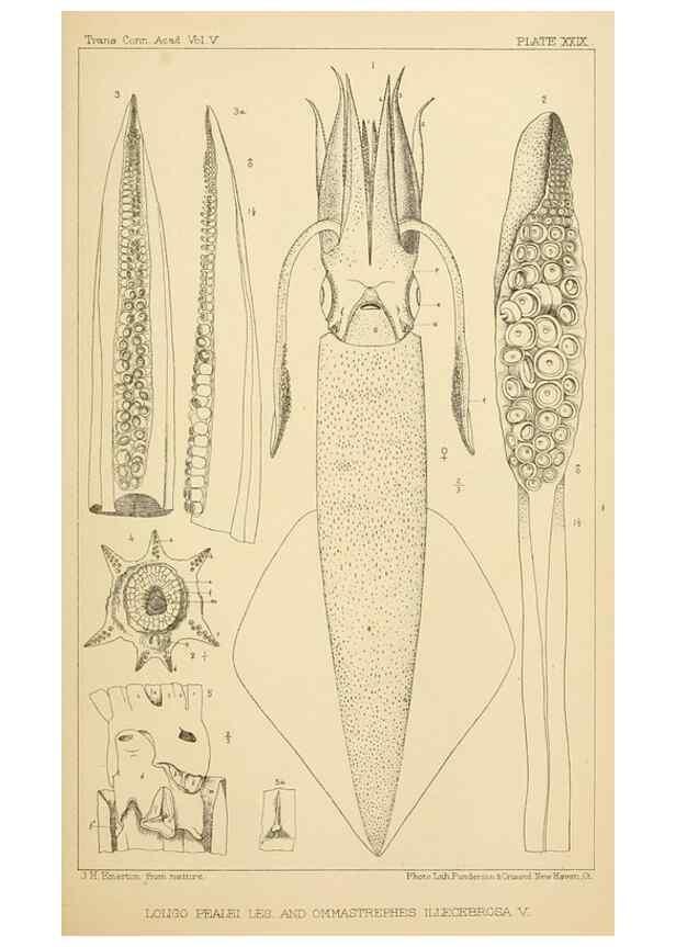Reproducción/Reproduction 15400772759: The cephalopods of the north-eastern coast of America /. New Haven, Conn. :Connecticut Academy of Sciences,1879-1881
