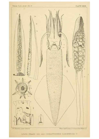 Reproducción/Reproduction 15400772759: The cephalopods of the north-eastern coast of America /. New Haven, Conn. :Connecticut Academy of Sciences,1879-1881