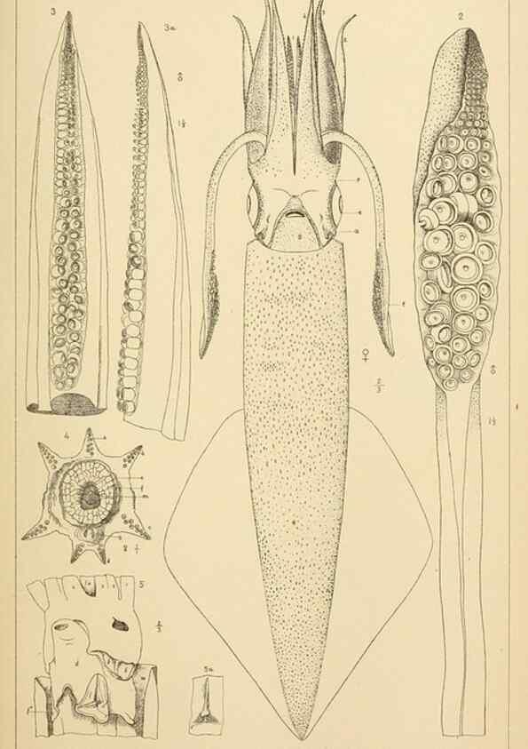 Reproducción/Reproduction 15400772759: The cephalopods of the north-eastern coast of America /. New Haven, Conn. :Connecticut Academy of Sciences,1879-1881