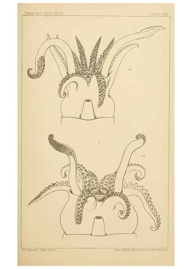 Reproducción/Reproduction 15587391935: The cephalopods of the north-eastern coast of America /. New Haven, Conn. :Connecticut Academy of Sciences,1879-1881