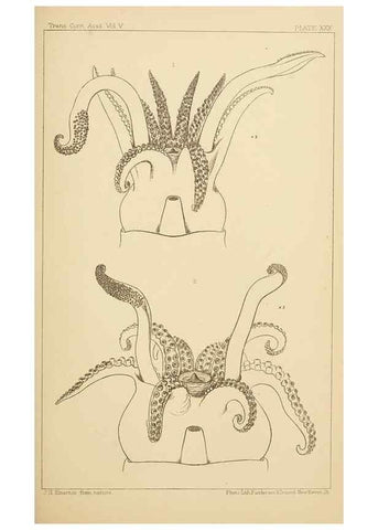 Reproducción/Reproduction 15587391935: The cephalopods of the north-eastern coast of America /. New Haven, Conn. :Connecticut Academy of Sciences,1879-1881