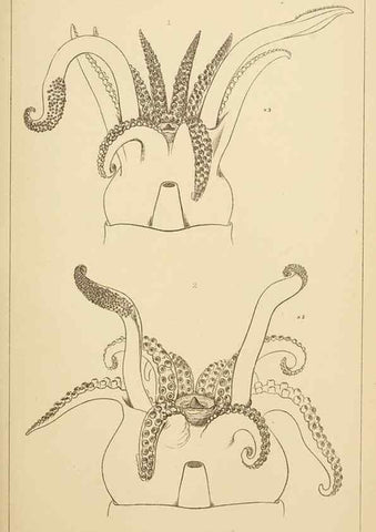 Reproducción/Reproduction 15587391935: The cephalopods of the north-eastern coast of America /. New Haven, Conn. :Connecticut Academy of Sciences,1879-1881