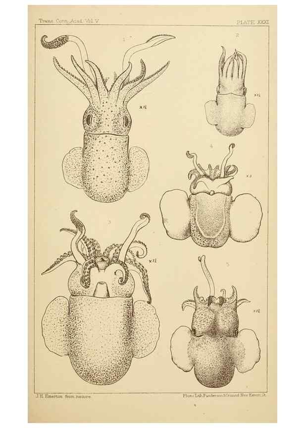 Reproducción/Reproduction 15401394547: The cephalopods of the north-eastern coast of America /. New Haven, Conn. :Connecticut Academy of Sciences,1879-1881