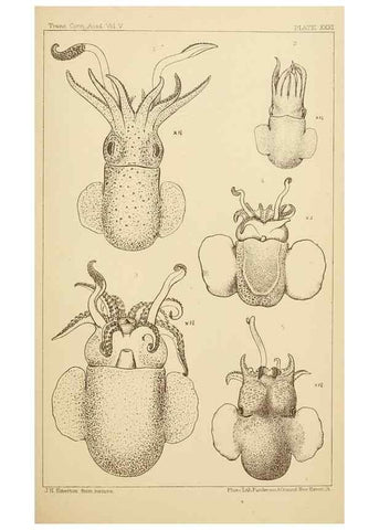Reproducción/Reproduction 15401394547: The cephalopods of the north-eastern coast of America /. New Haven, Conn. :Connecticut Academy of Sciences,1879-1881