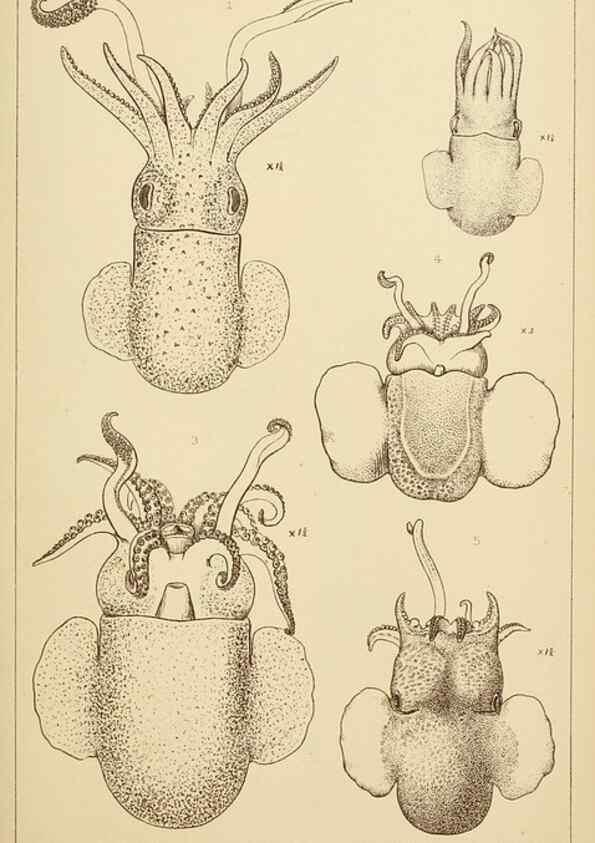 Reproducción/Reproduction 15401394547: The cephalopods of the north-eastern coast of America /. New Haven, Conn. :Connecticut Academy of Sciences,1879-1881