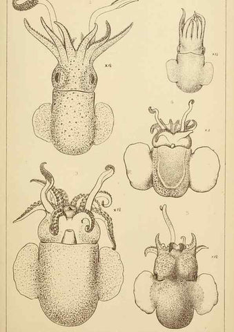 Reproducción/Reproduction 15401394547: The cephalopods of the north-eastern coast of America /. New Haven, Conn. :Connecticut Academy of Sciences,1879-1881