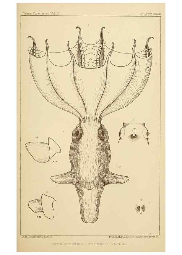 Reproducción/Reproduction 14967241773: The cephalopods of the north-eastern coast of America /. New Haven, Conn. :Connecticut Academy of Sciences,1879-1881