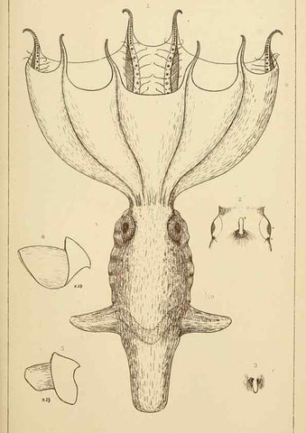 Reproducción/Reproduction 14967241773: The cephalopods of the north-eastern coast of America /. New Haven, Conn. :Connecticut Academy of Sciences,1879-1881