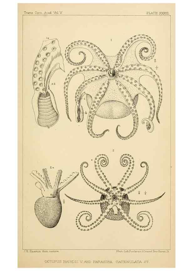 Reproducción/Reproduction 15563712996: The cephalopods of the north-eastern coast of America /. New Haven, Conn. :Connecticut Academy of Sciences,1879-1881