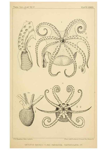 Reproducción/Reproduction 15563712996: The cephalopods of the north-eastern coast of America /. New Haven, Conn. :Connecticut Academy of Sciences,1879-1881