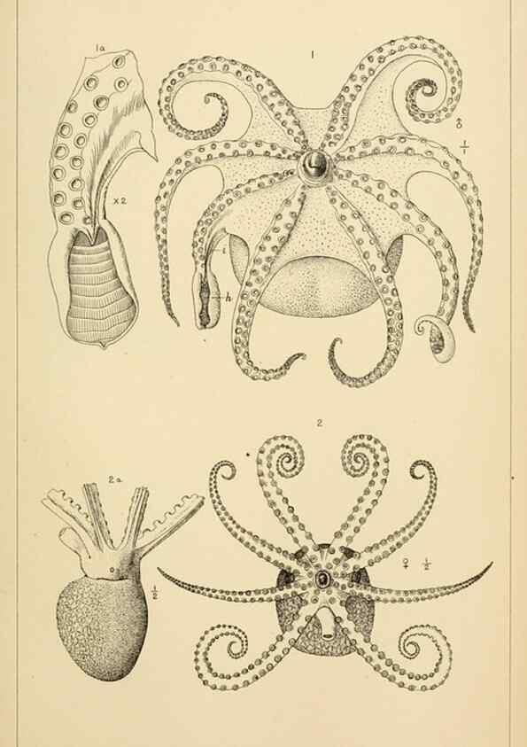 Reproducción/Reproduction 15563712996: The cephalopods of the north-eastern coast of America /. New Haven, Conn. :Connecticut Academy of Sciences,1879-1881