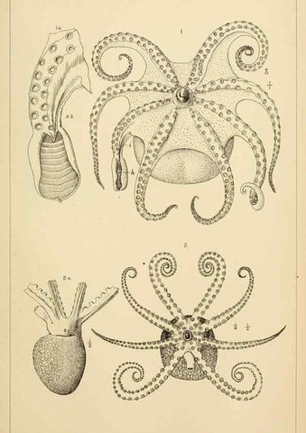 Reproducción/Reproduction 15563712996: The cephalopods of the north-eastern coast of America /. New Haven, Conn. :Connecticut Academy of Sciences,1879-1881