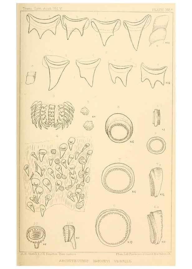 Reproducción/Reproduction 15401704640: The cephalopods of the north-eastern coast of America /. New Haven, Conn. :Connecticut Academy of Sciences,1879-1881