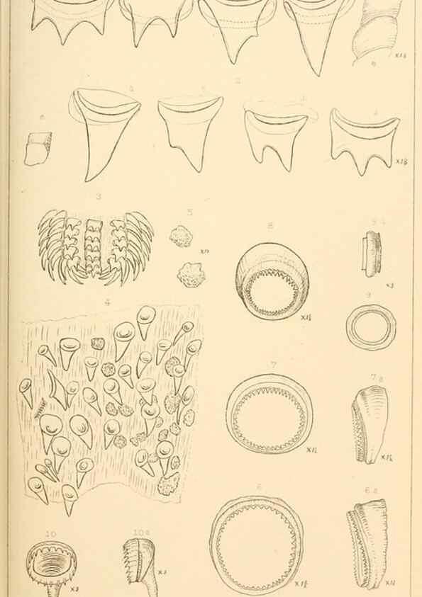 Reproducción/Reproduction 15401704640: The cephalopods of the north-eastern coast of America /. New Haven, Conn. :Connecticut Academy of Sciences,1879-1881