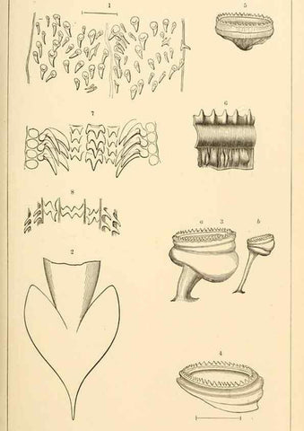 Reproducción/Reproduction 15584653741: The cephalopods of the north-eastern coast of America /. New Haven, Conn. :Connecticut Academy of Sciences,1879-1881
