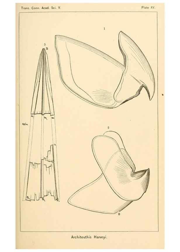Reproducción/Reproduction 15563627706: The cephalopods of the north-eastern coast of America /. New Haven, Conn. :Connecticut Academy of Sciences,1879-1881
