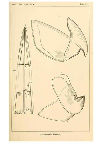 Reproducción/Reproduction 15563627706: The cephalopods of the north-eastern coast of America /. New Haven, Conn. :Connecticut Academy of Sciences,1879-1881