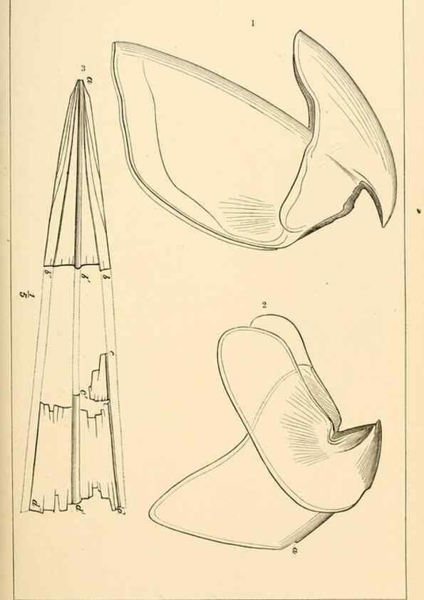 Reproducción/Reproduction 15563627706: The cephalopods of the north-eastern coast of America /. New Haven, Conn. :Connecticut Academy of Sciences,1879-1881