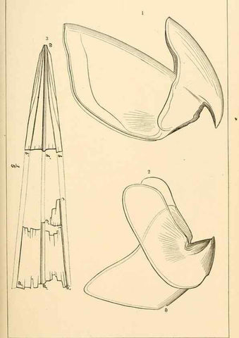 Reproducción/Reproduction 15563627706: The cephalopods of the north-eastern coast of America /. New Haven, Conn. :Connecticut Academy of Sciences,1879-1881