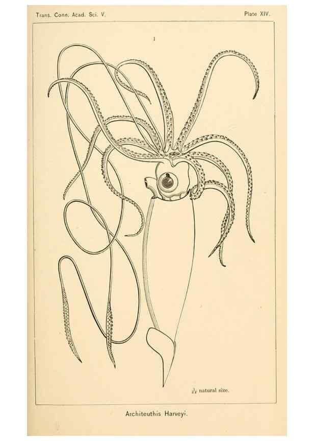 Reproducción/Reproduction 15588147282: The cephalopods of the north-eastern coast of America /. New Haven, Conn. :Connecticut Academy of Sciences,1879-1881
